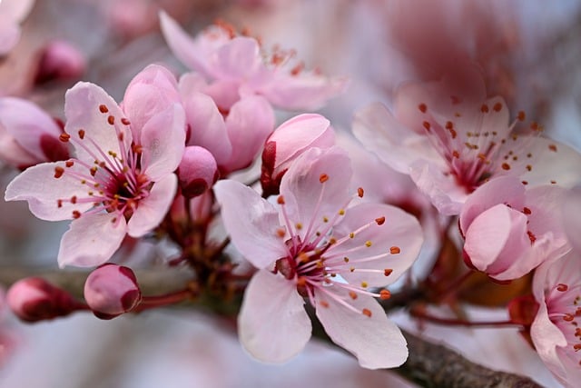 Seasonal spring blossom organic coffee blend in a kraft bag with floral illustrations and cherry blossoms arranged beside it on a light wooden table